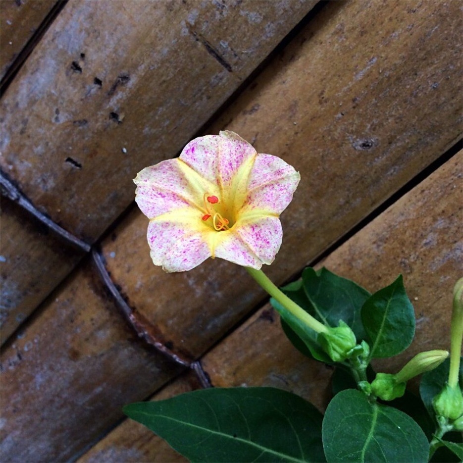 热带海滩常见的植物马鞍藤图片