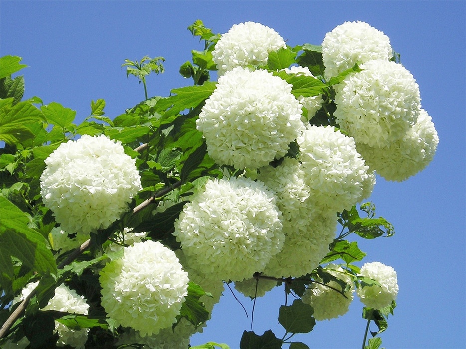 扬州市花木绣球高清植物图片