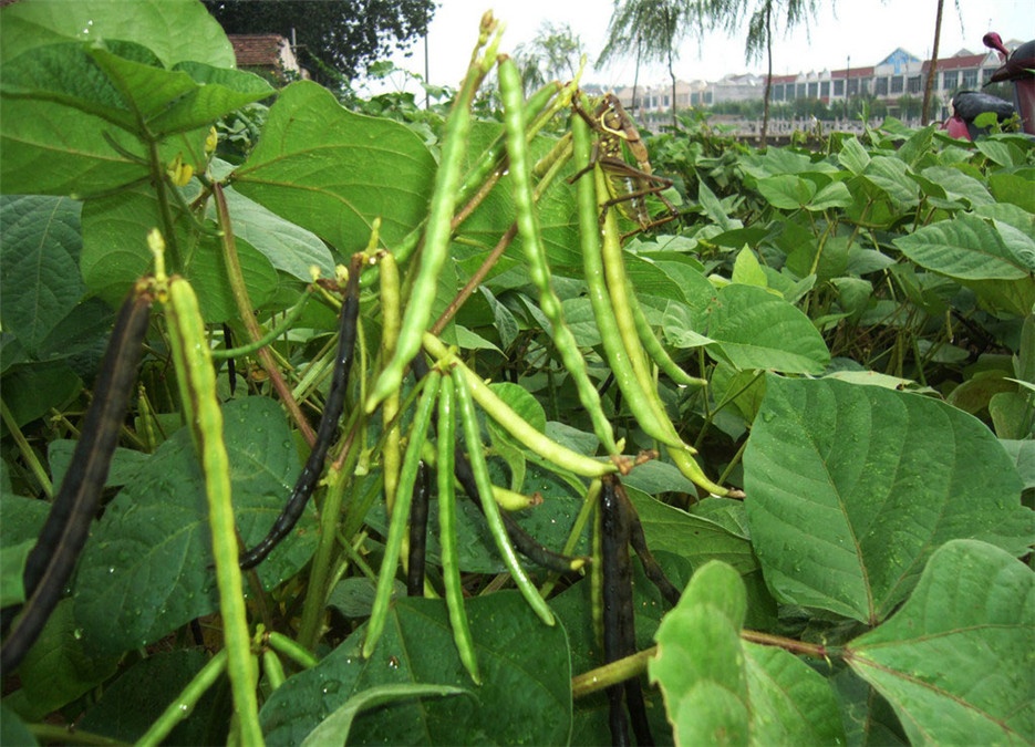 家中常备的绿豆植物图片
