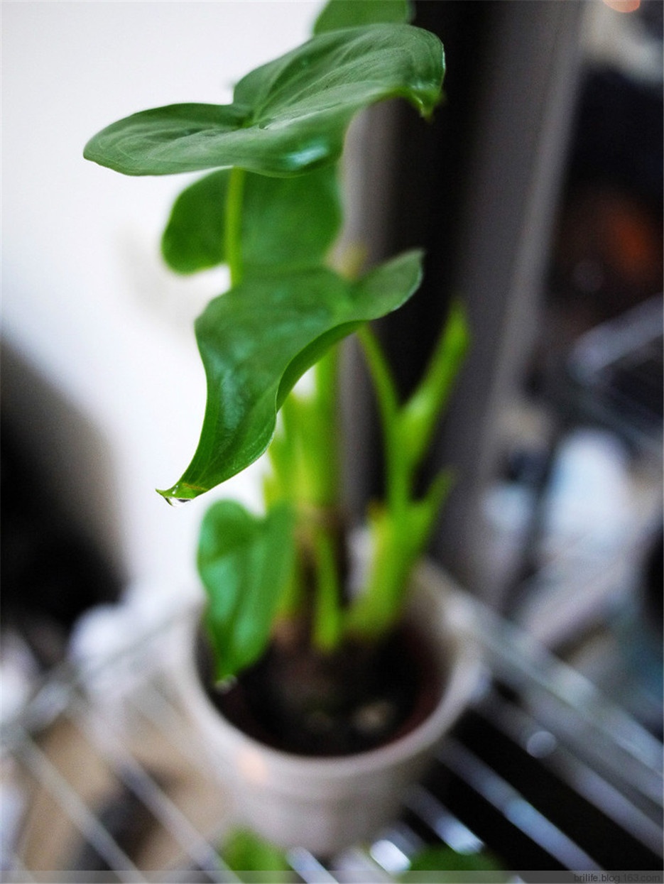 室内盆栽佛手莲植物图片欣赏