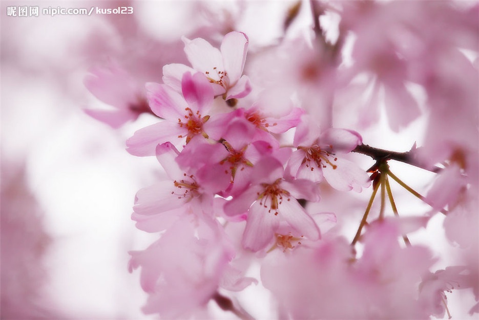 春天开花的樱花植物图片欣赏