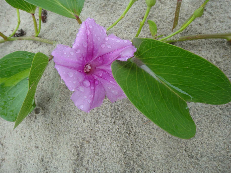 热带海滩常见的植物马鞍藤图片