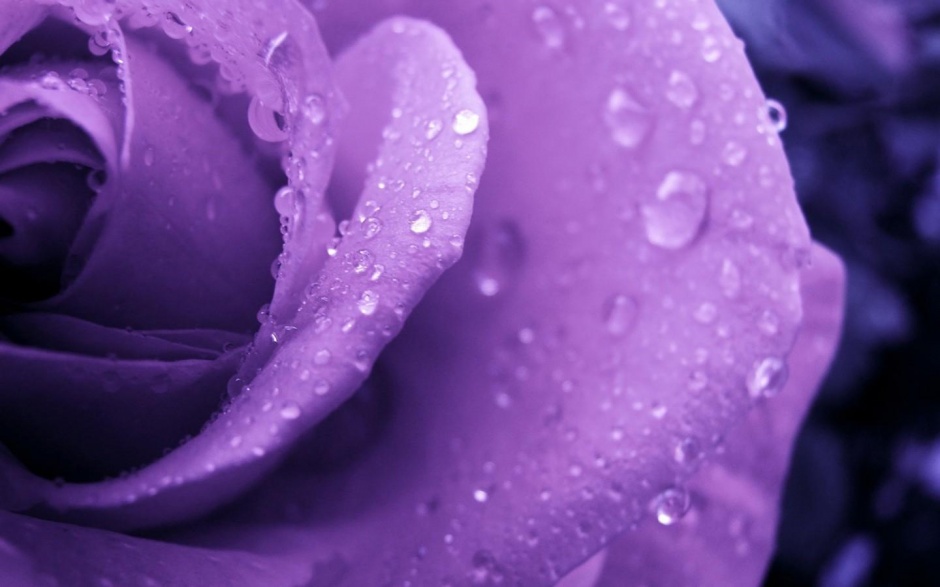 暗香疏影的紫色玫瑰花图片