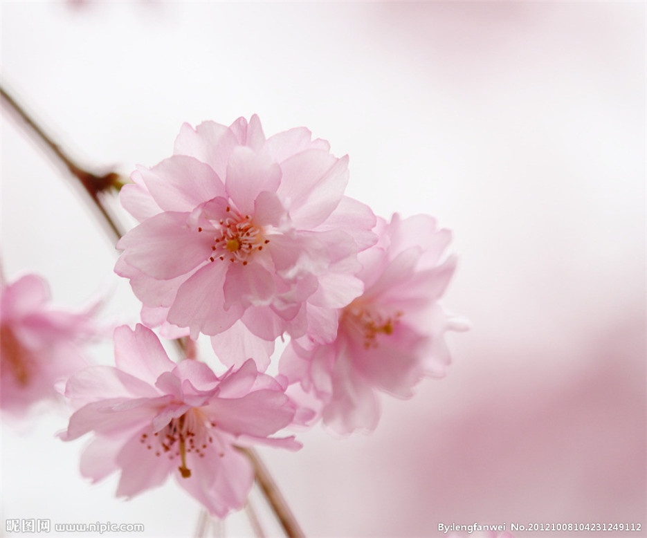春天开花的樱花植物图片欣赏