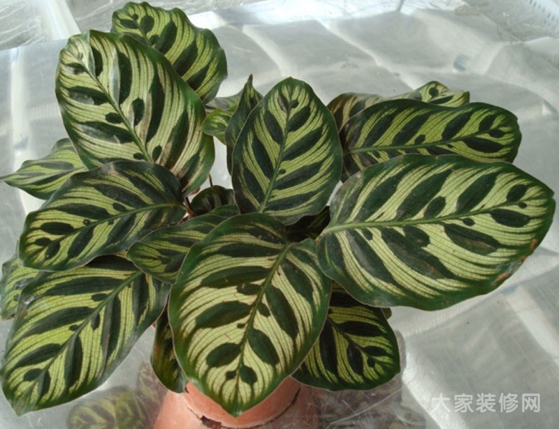 卧室吸灰尘的植物孔雀竹芋图片