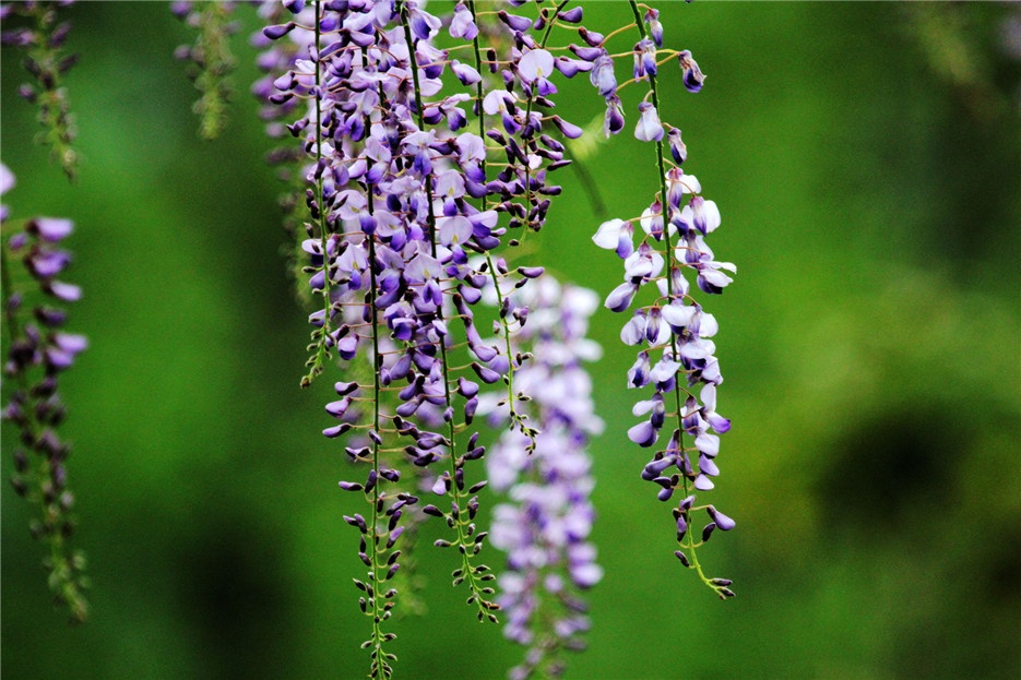往下垂的唯美植物紫藤图片欣赏