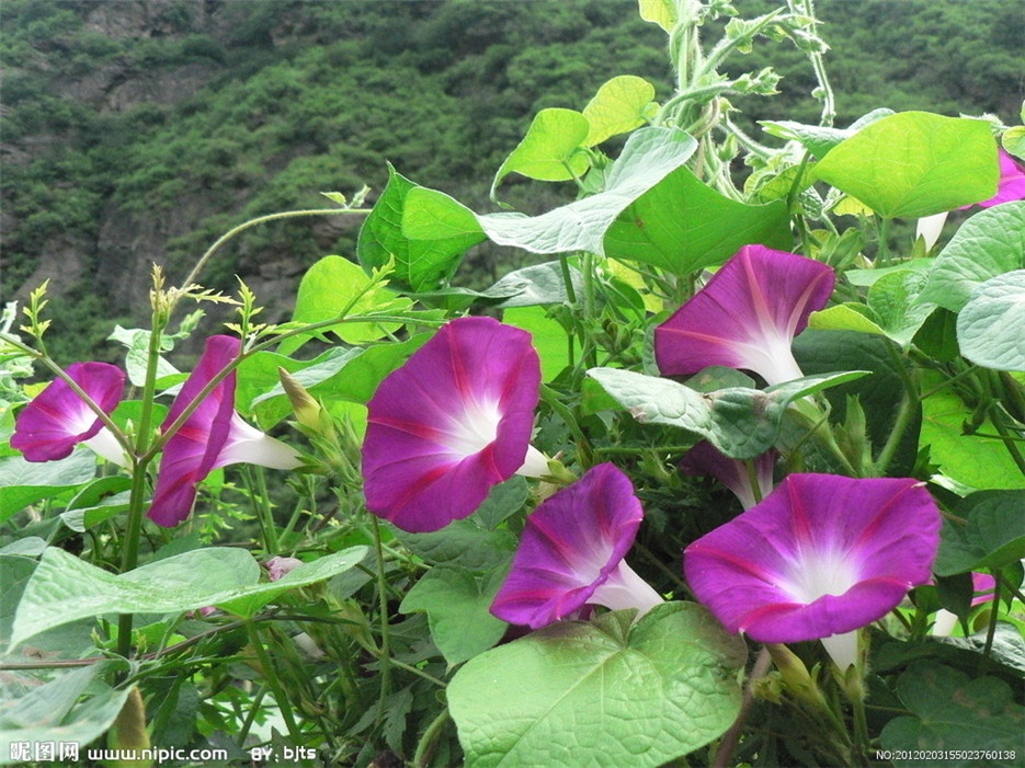 各种颜色的牵牛花高清图片大全