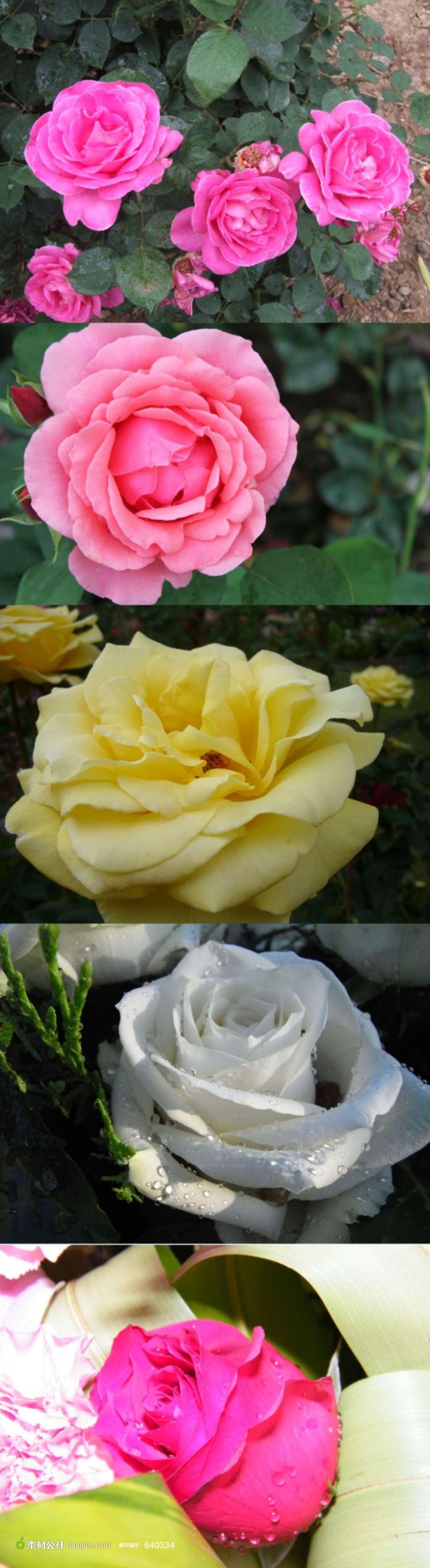 盛开的各色玫瑰花高清摄影图片