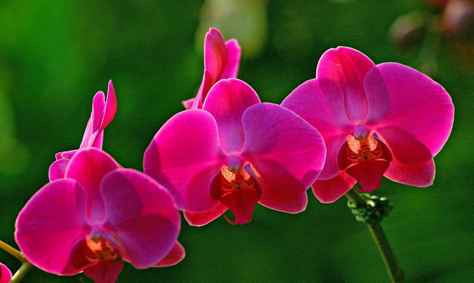 唯美的紫色蝴蝶兰植物图片
