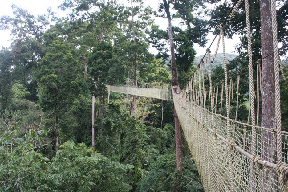 我国稀有植物望天树高清图片
