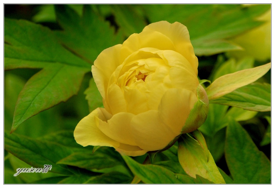 中国稀有黄色牡丹花植物图片
