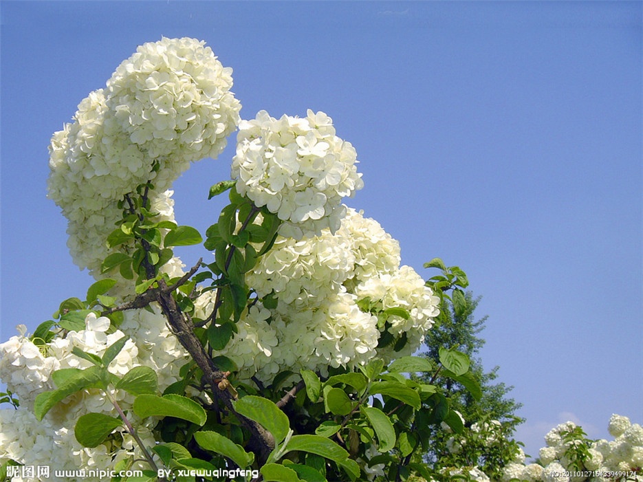 扬州市花木绣球高清植物图片