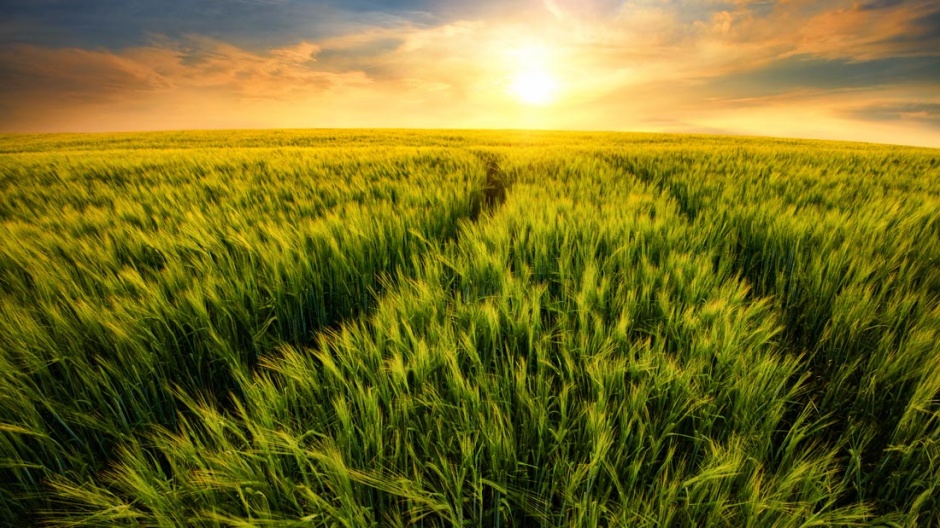 黄昏下的田野水稻风景图片