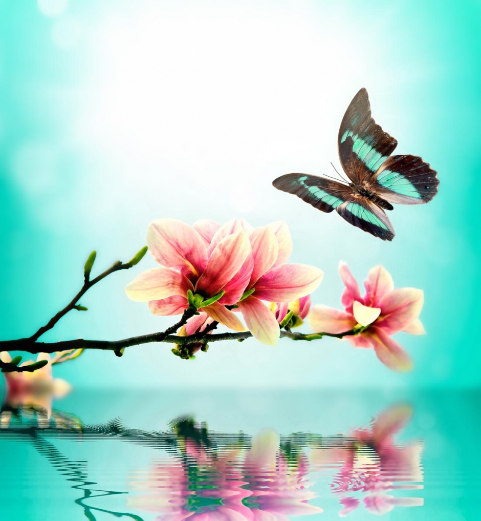 花朵与蝴蝶唯美景色图片
