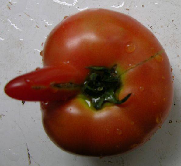 很邪恶的西红柿图片