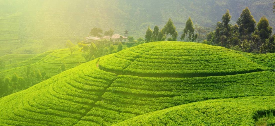 美丽的茶园梯田风景图片赏析