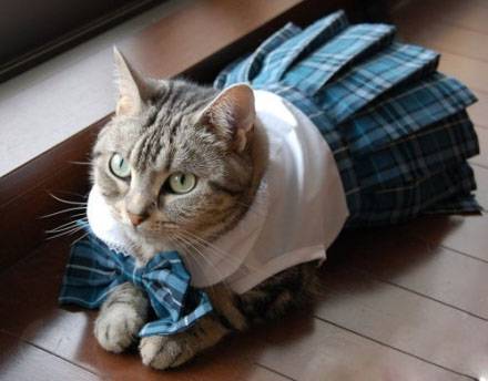 苏格兰风情猫动物搞笑图片