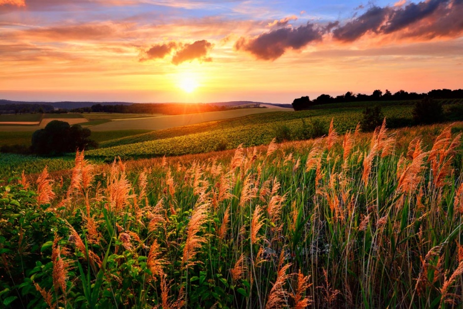 黄昏下的田野水稻风景图片