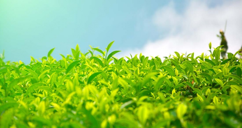 美丽的茶园梯田风景图片赏析