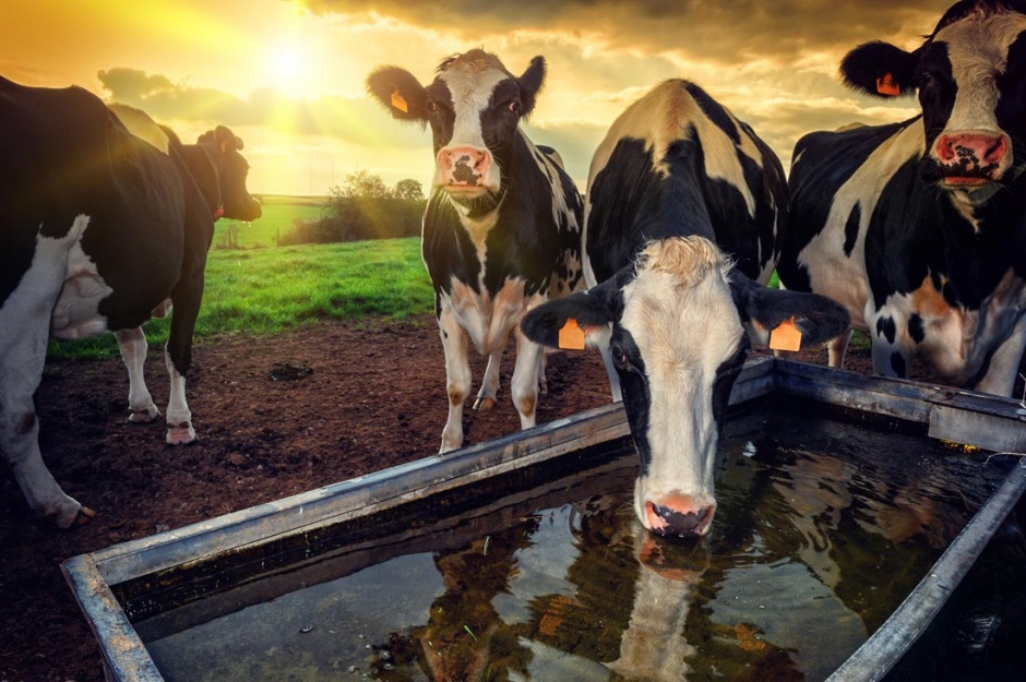 牧场喝水的奶牛图片赏析