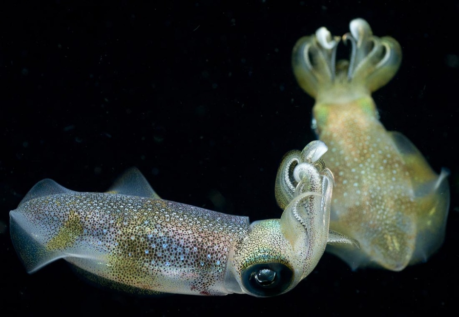深海大章鱼软体动物图片