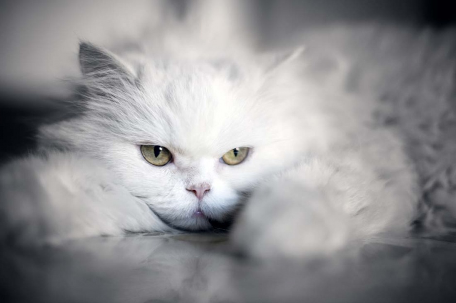 超可爱的宠物猫狗图片