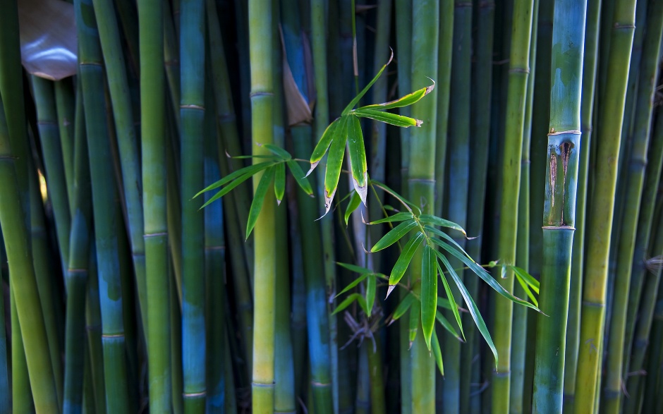 绿色清新的竹子养眼壁纸