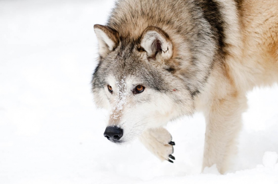 雪地里的西伯利亚狼图片