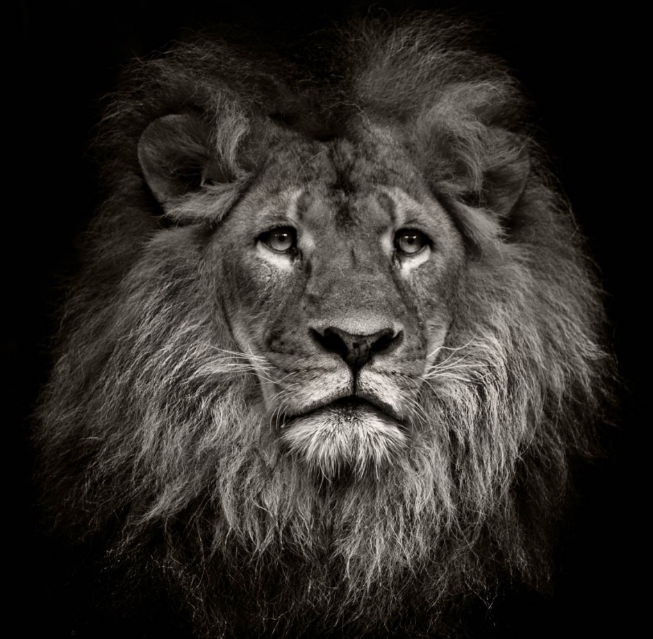 威武雄壮的狮子图片特写