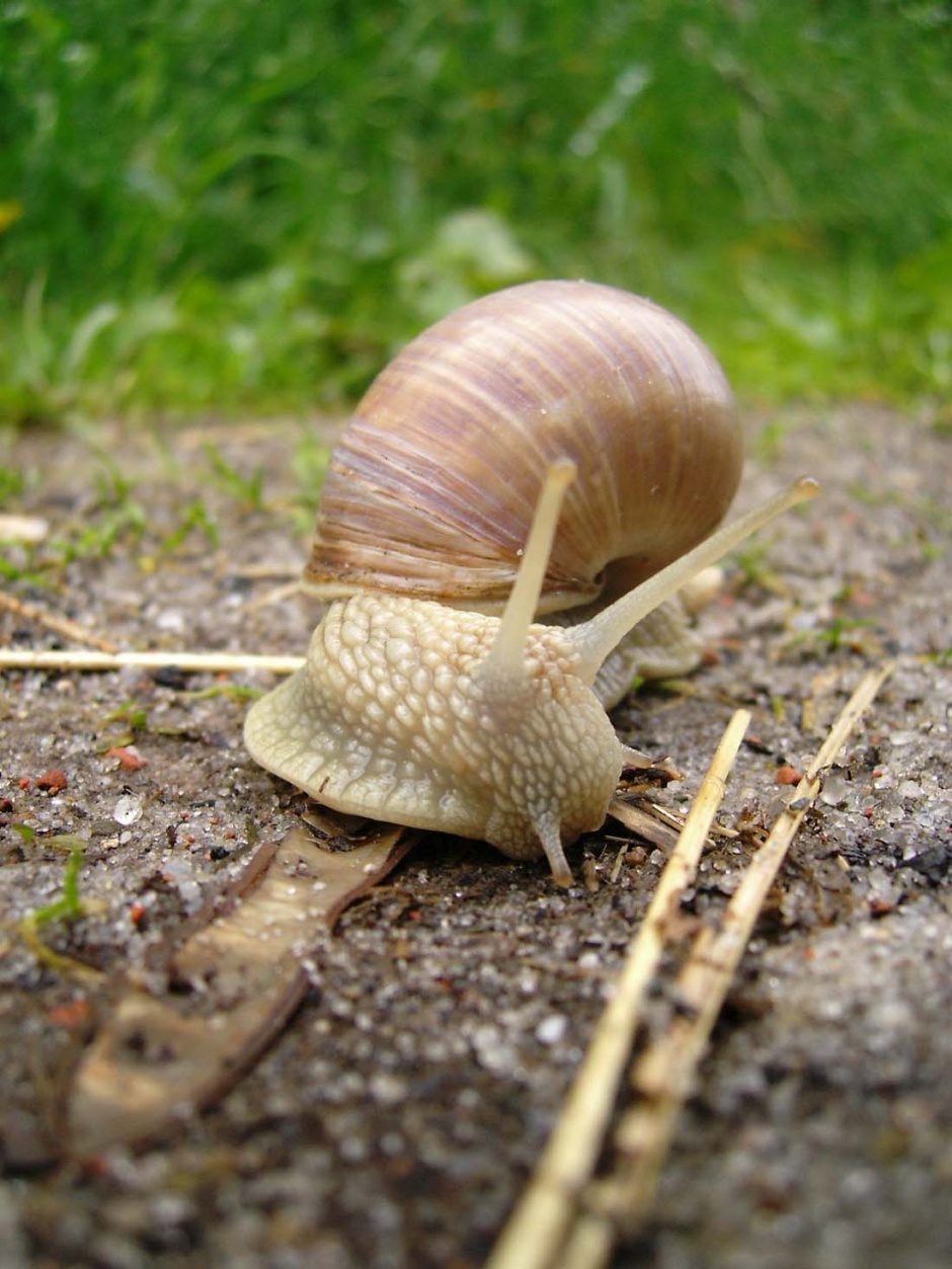 野外可爱的蜗牛摄影图片