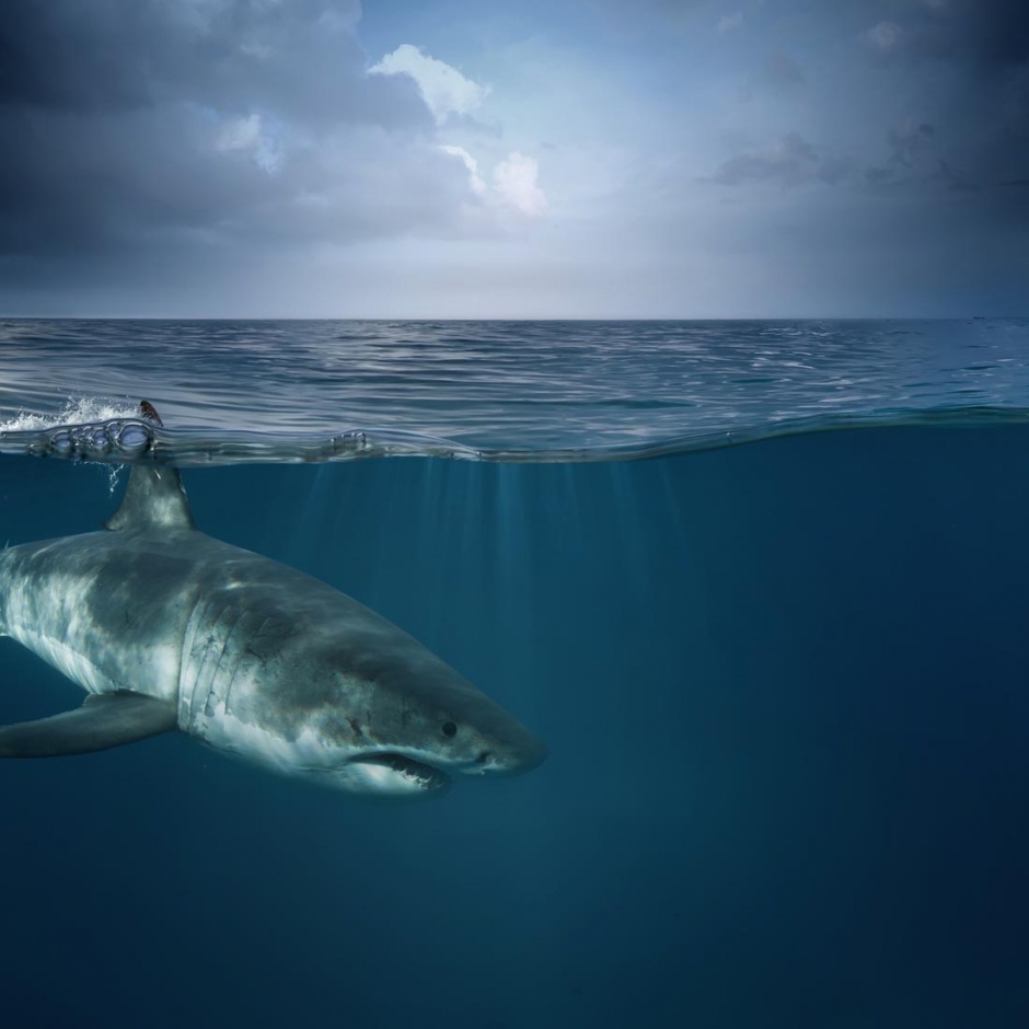 海底凶猛的鲨鱼图片
