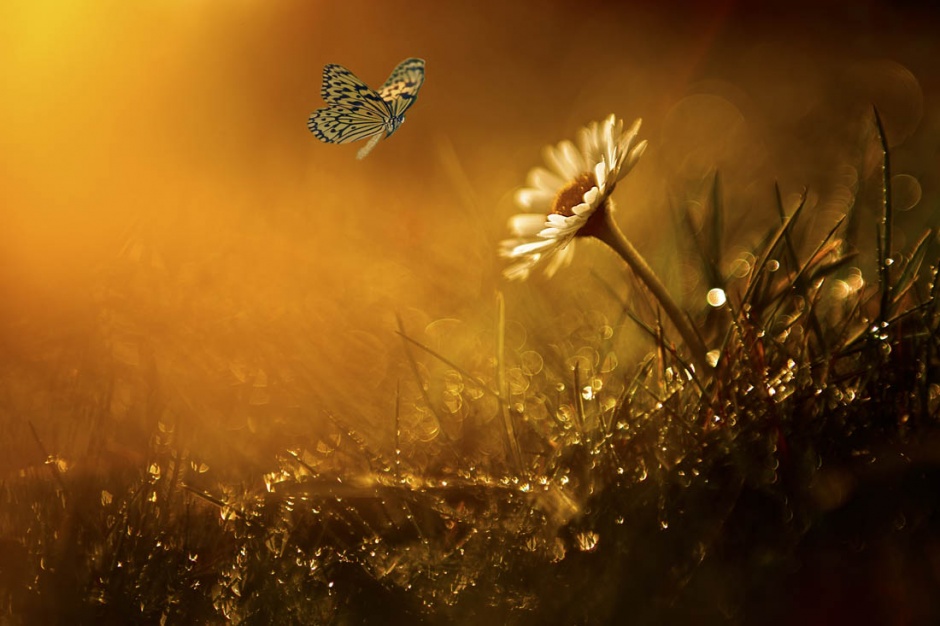花丛中的蝴蝶唯美意境图片
