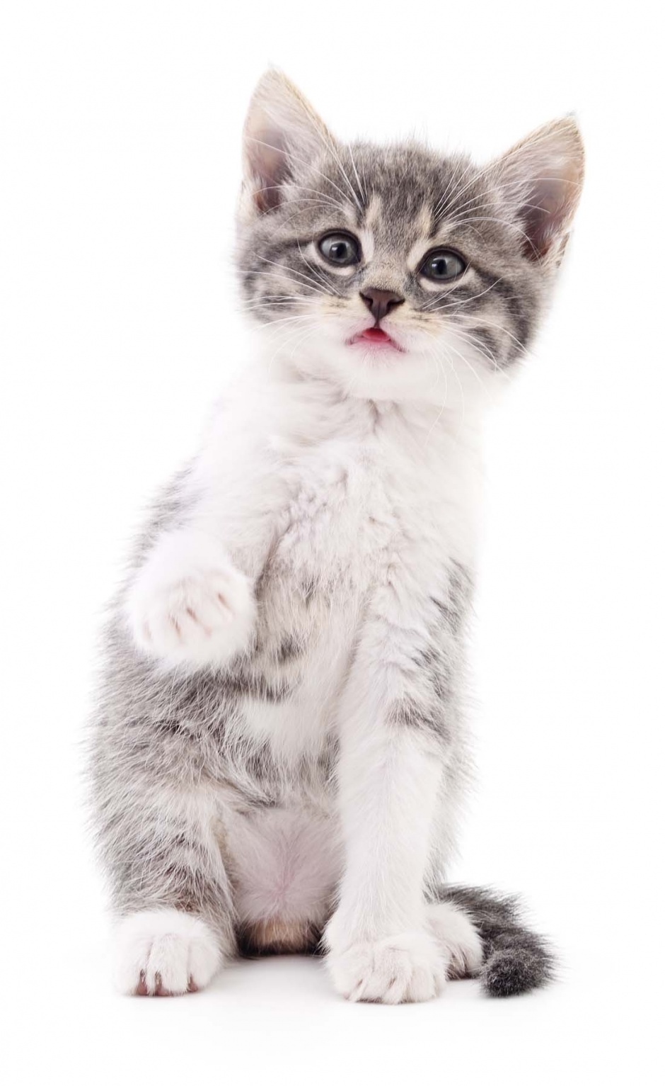 可爱超萌的猫咪动物图片