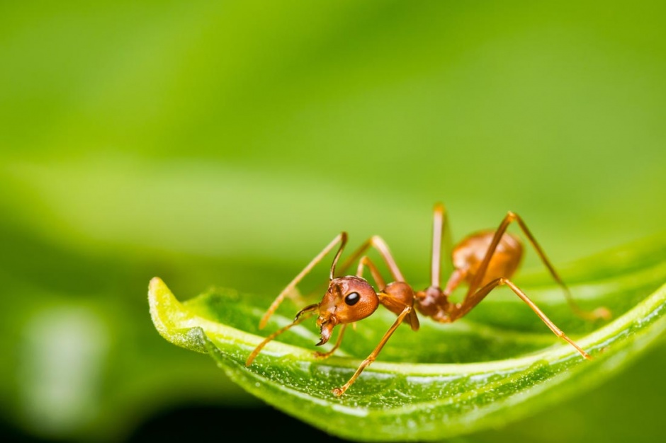可爱的小昆虫蚂蚁摄影图片
