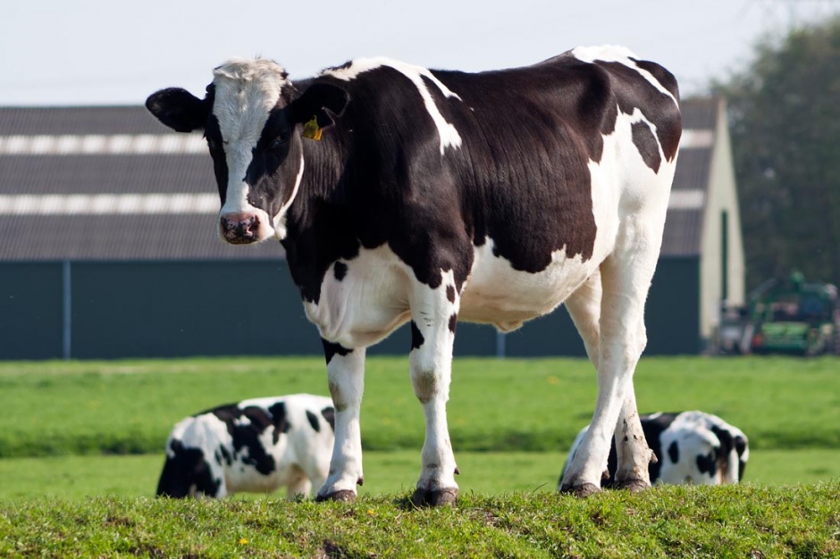 牧场上的奶牛高清图片欣赏