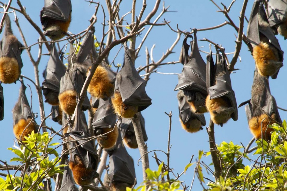 倒挂在树上的蝙蝠图片素材