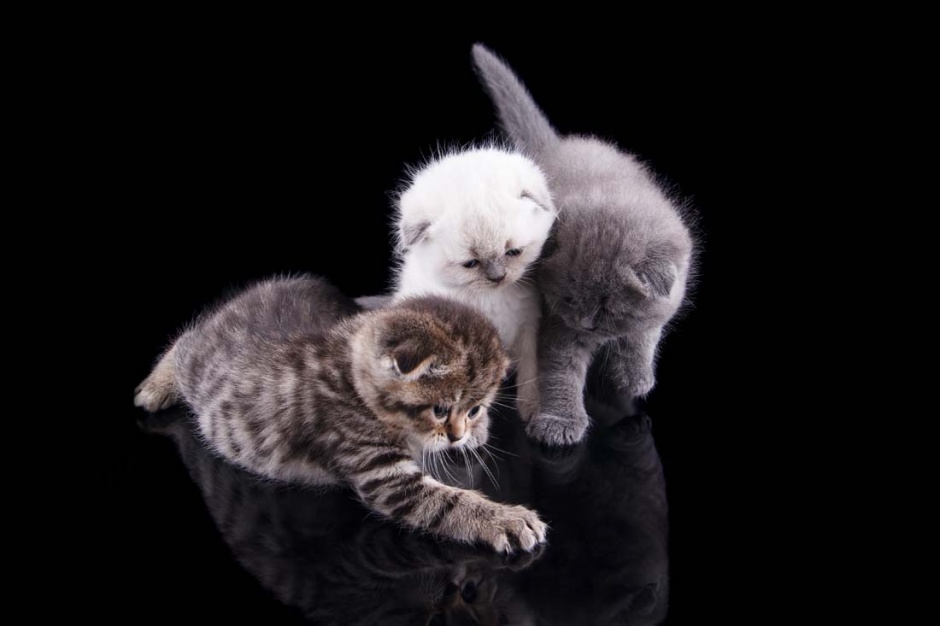 超萌的猫咪高清图片素材