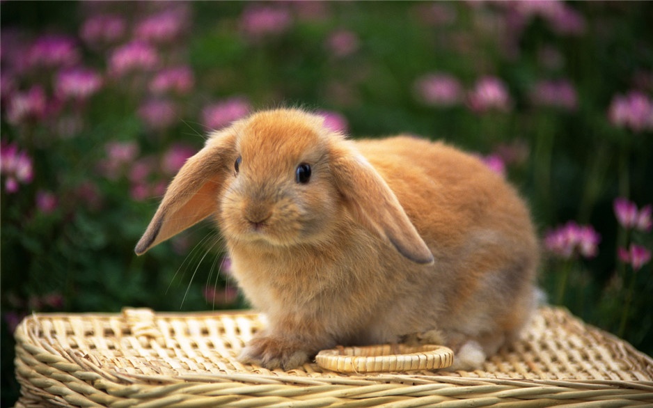 精选可爱萌萌的小兔子高清图片