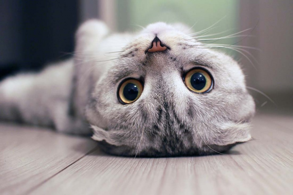 超萌可爱的小型猫科动物图片