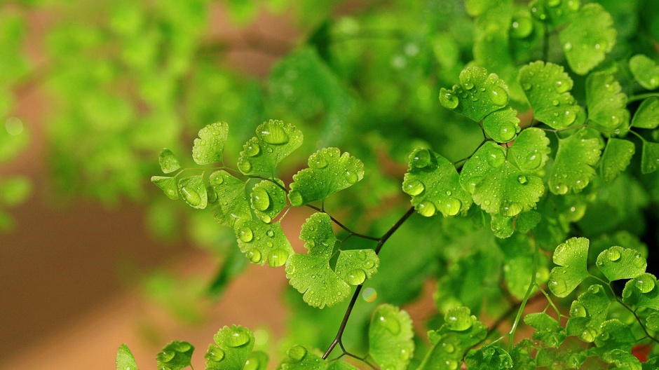 雨后的树叶绿色ppt背景图片