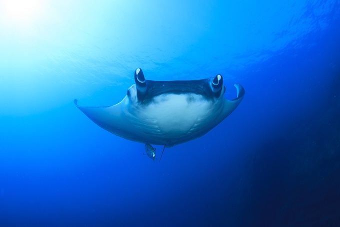 神秘的深海动物摄影图片