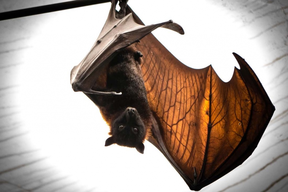 倒挂在树上的蝙蝠图片素材