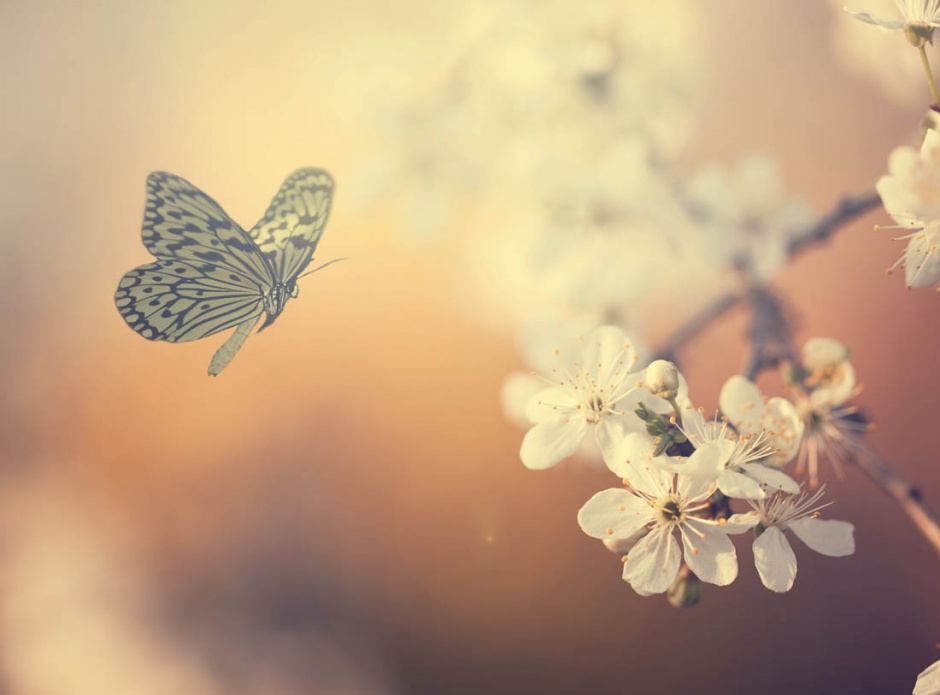 花丛中的蝴蝶唯美意境图片