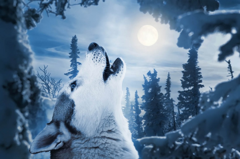 雪地里的西伯利亚狼图片