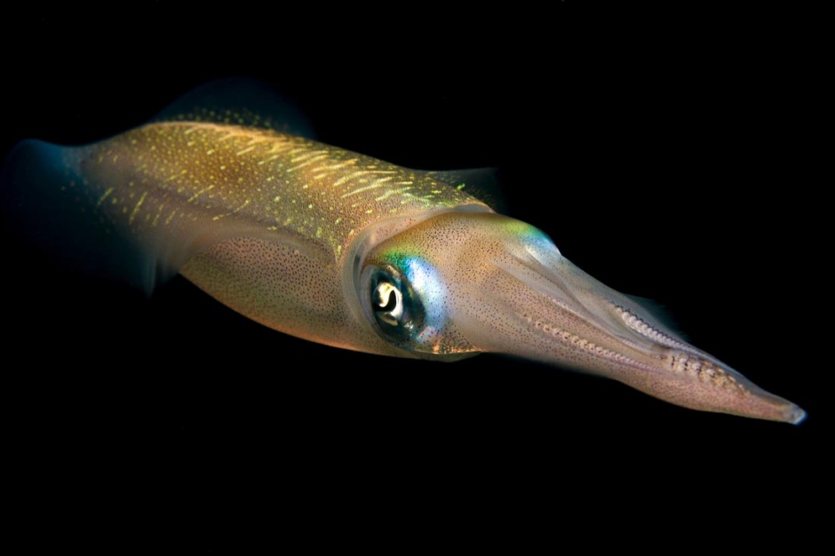 深海大章鱼软体动物图片