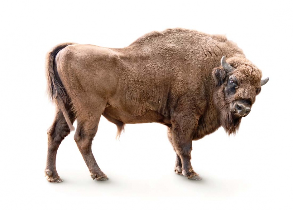 野生动物牦牛高清图片