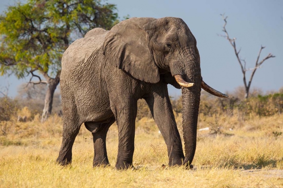 体躯庞大的非洲大象图片