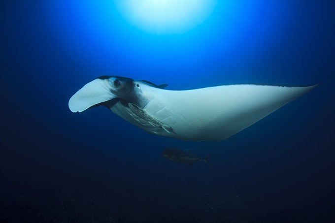 神秘的深海动物摄影图片