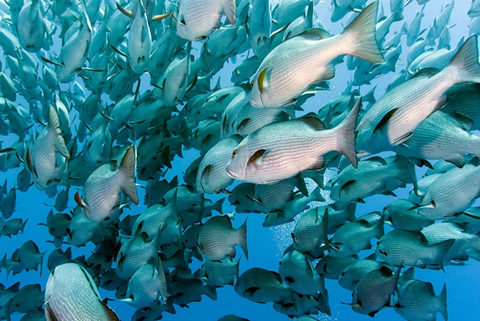 海鱼遨游的海底世界高清图片