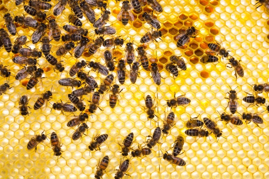 勤劳的小蜜蜂高清摄影图片